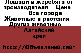 Лошади и жеребята от производителя. › Цена ­ 120 - Все города Животные и растения » Другие животные   . Алтайский край